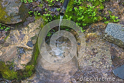 seals plant on the trees near rural path Stock Photo