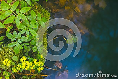 seals plant on the trees near rural path Stock Photo
