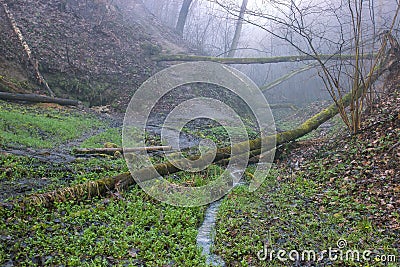 seals plant on the trees near rural path Stock Photo