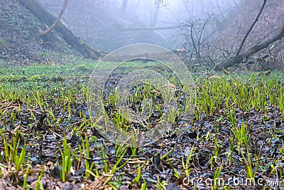 seals plant on the trees near rural path Stock Photo