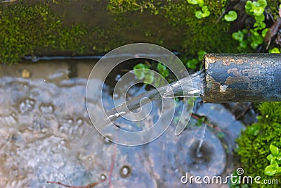 seals plant on the trees near rural path Stock Photo