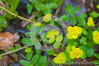 seals plant on the trees near rural path Stock Photo