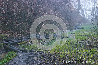 seals plant on the trees near rural path Stock Photo