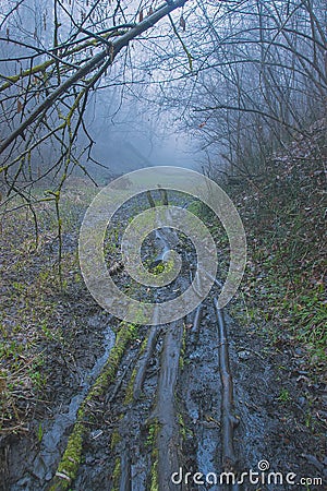 seals plant on the trees near rural path Stock Photo