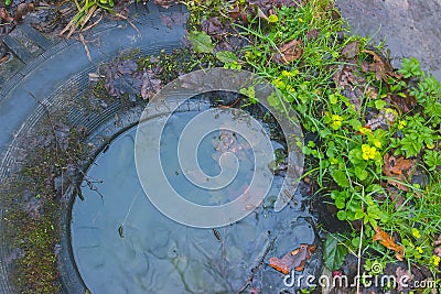 seals plant on the trees near rural path Stock Photo