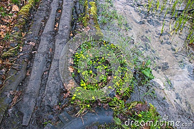 seals plant on the trees near rural path Stock Photo