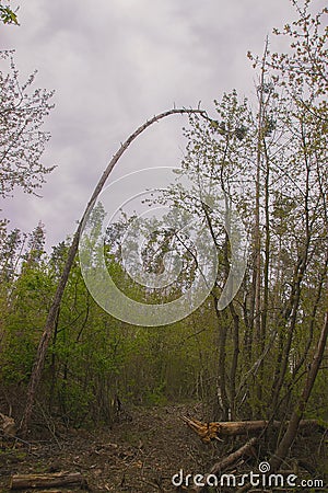 seals plant on the trees near rural path Stock Photo