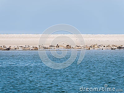 Seals resting on sand flats of Rif in tidal sea Waddensea, Netherlands Stock Photo