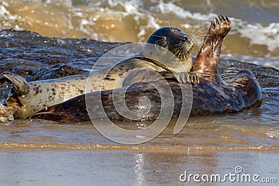 Seals at the Seal Colony on the beach at Horsey, Norfolk Stock Photo