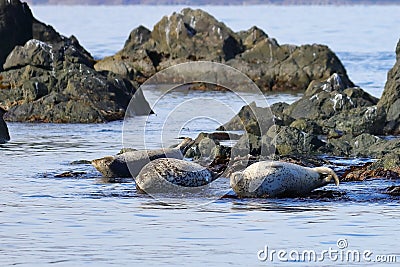 Seals spotted seal, largha seal, Phoca largha laying on coastal rocks. Wild spotted seal sanctuary. Calm blue sea, wild marine m Stock Photo