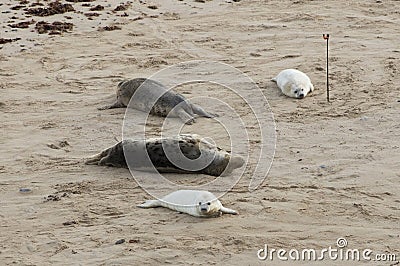 Seals in Winter on the beach, Horsey, Norfolk, UK in the evening Stock Photo