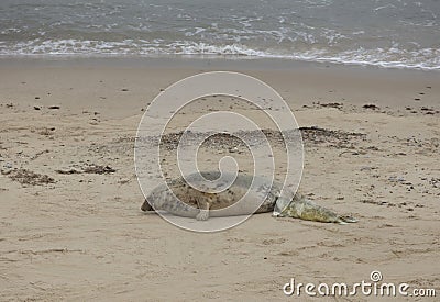 Seals in Winter on the beach, Winterton on Sea, Norfolk, UK in t Stock Photo