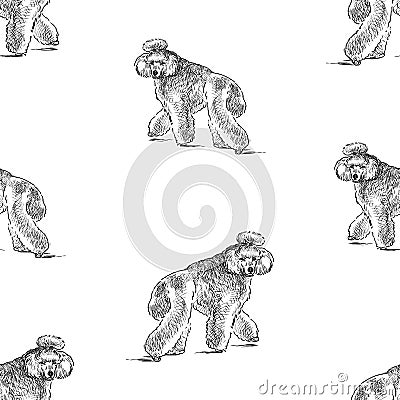 Seamless background of sketches cute walking poodle Vector Illustration