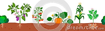 Seamless border. Harvest of vegetables potatoes, corn, pumpkins, tomatoes with roots in the ground on white. Vector Vector Illustration