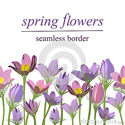 Seamless border of spring primroses on white background Vector Illustration