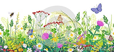 Seamless Border with Summer Meadow Plants and Insects Vector Illustration
