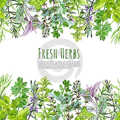 Seamless borders with watercolor kitchen herbs and plants Vector Illustration