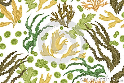 Seamless botanical pattern with different realistic seaweeds on white background. Repeating texture with sea algae in Vector Illustration