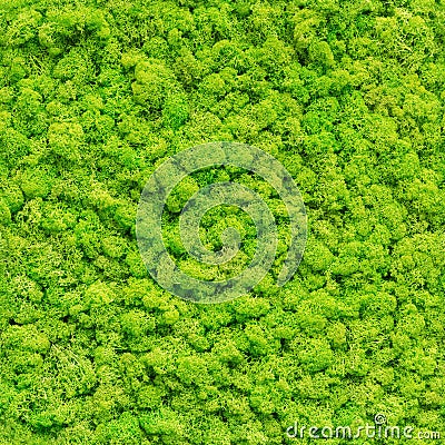 Seamless green moss texture Stock Photo