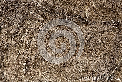 Seamless dry grass texture. Nature themes Stock Photo