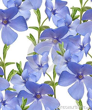 Seamless flral pattern border. Wild periwinkle flowers isolated Stock Photo