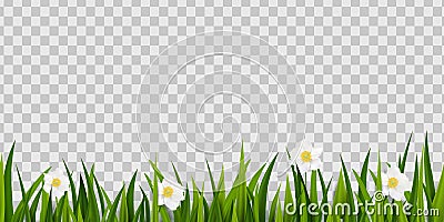 Seamless green grass, spring flowers border isolated on transparent background. Easter greeting card decoration element Vector Illustration