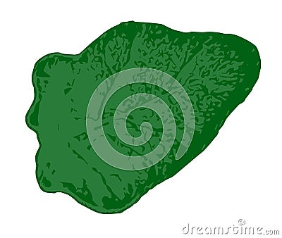 Drawing of a green leaf of a plant. Vector and Illustration. Stock Photo