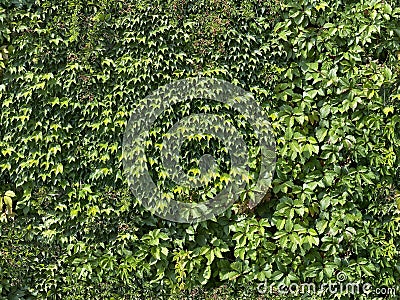 Seamless green wall texture leaves ivy Stock Photo