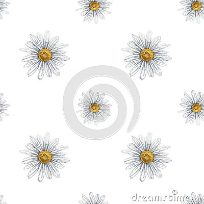 Seamless hand drawn pattern with white chamomiles. Flower background for textiles, fabrics, banner, wrapping paper and other Cartoon Illustration