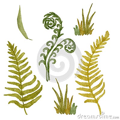 Seamless hand drawn watercolor illustration with green wild ferns herbs flowers leaves in wood woodland forest. Organic Cartoon Illustration