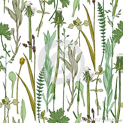 Seamless herbal pattern Vector Illustration