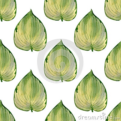 Seamless hosta Lakeside leaves pattern. Watercolor background with botanical illustration of green leaf for wallpapers, textile, Cartoon Illustration