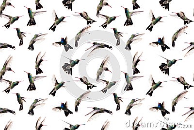 Seamless image of photographed flying hummingbirds. Stock Photo