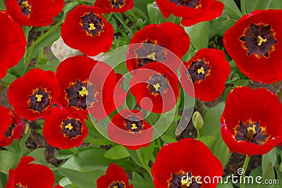 Seamless image of red poppies on a green background Stock Photo
