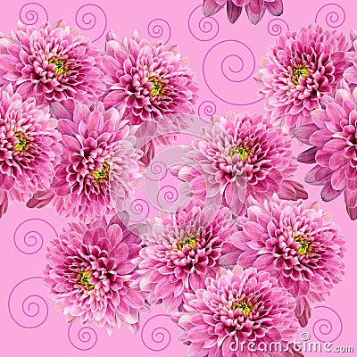 Seamless infinite pink floral background. For design and printing. Background of natural chrysanthemums. Stock Photo