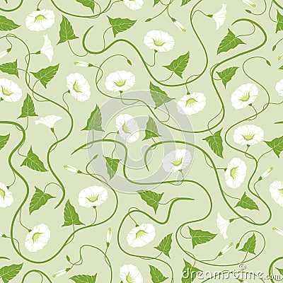 Seamless morning glory background Stock Photo