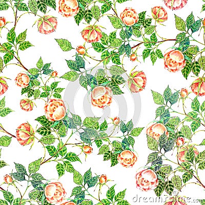 Seamless patter watercolor branch roses. Stock Photo