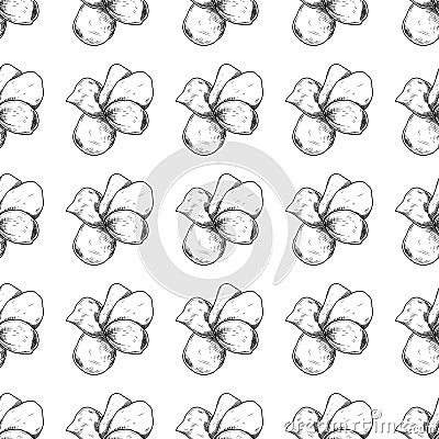 Seamless pattern of beautiful plumeria, drawing spring flower isolated on white background. Sketch hand drawn Vector Illustration