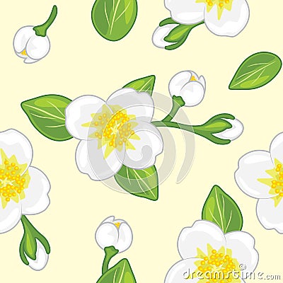 Seamless pattern with blooming jasmine Vector Illustration