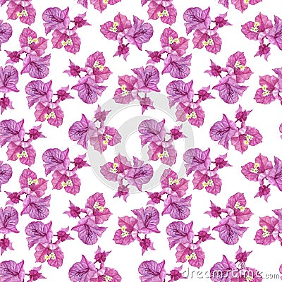 Seamless pattern with Bougainvillea flowers Cartoon Illustration