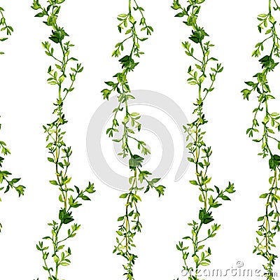 Seamless pattern with branches of thyme Vector Illustration