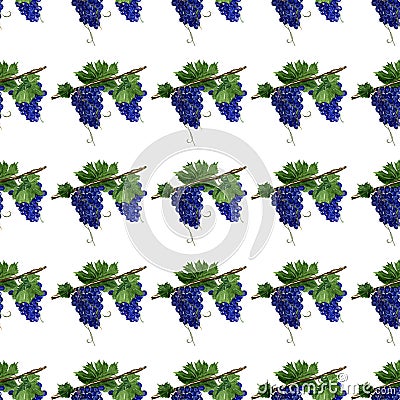 Seamless pattern. bunches of purple grapes on branches with leaves. Cartoon Illustration