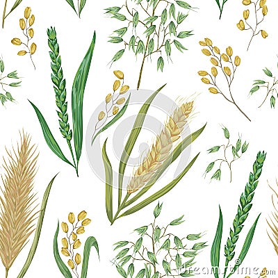 Seamless pattern with cereals. Barley, wheat, rye, rice and oat. Vector Illustration