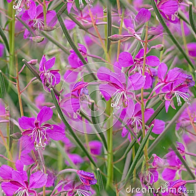 seamless pattern Chamaenerion angustifolium purple flowers. Fireweed plant, medical tea Stock Photo