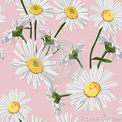 Seamless pattern with chamomile camomile flowers on pink background. Cartoon Illustration