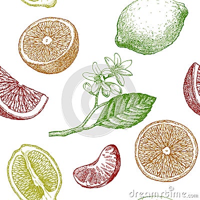 Seamless pattern with citrus fruits. Vector Illustration