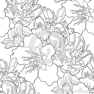 Seamless pattern coloring flower of the almond blossoms a nut v Vector Illustration