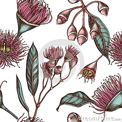 Seamless pattern with hand drawn colored eucalyptus flower Vector Illustration