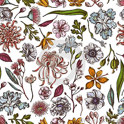 Seamless pattern with hand drawn colored japanese chrysanthemum, blackberry lily, eucalyptus flower, anemone, iris Vector Illustration