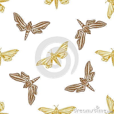 Seamless pattern with hand drawn pastel ambulyx moth, white-banded hunter hawkmoth Vector Illustration